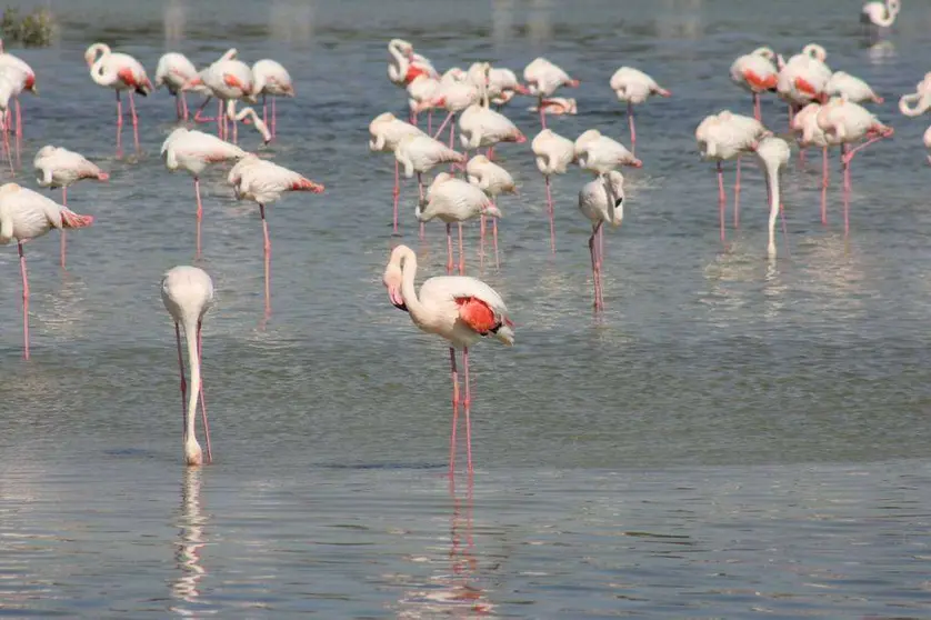 Los flamencos han encontrado su hábitat en el centro de Dubai. (R. Unquiles)