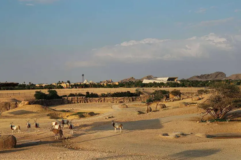 Una perspectiva del zoo de Al Ain en el emirato de Abu Dhabi. (WAM)