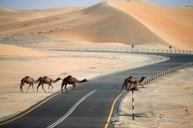 A modo ilustrativo, una imagen de camellos cruzando una calzada en Ras Al Khaimah.