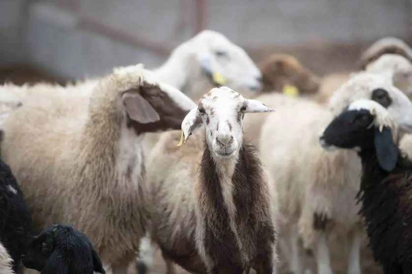 Cabras en Abu Dhabi. (WAM)