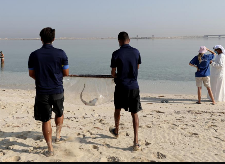 Crías de tiburones en Dubai. (AP)