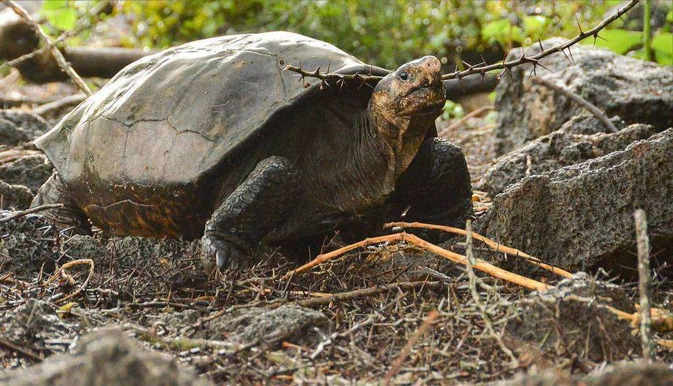 Fotografía sin fecha cedida por la Dirección del Parque Nacional Galápagos (PNG), de la tortuga Chelonisis phantasticus. (EFE/Parque Nacional Galápagos)
