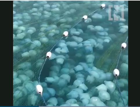 Una captura de pantalla de un vídeo difundido de medusas en RAK.