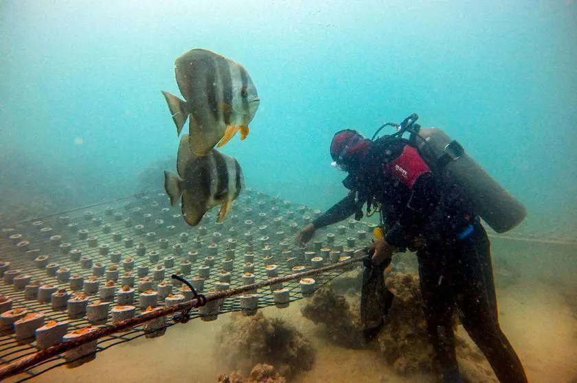 Una imagen de la plantación de arrecifes de coral en Abu Dhabi. (WAM)