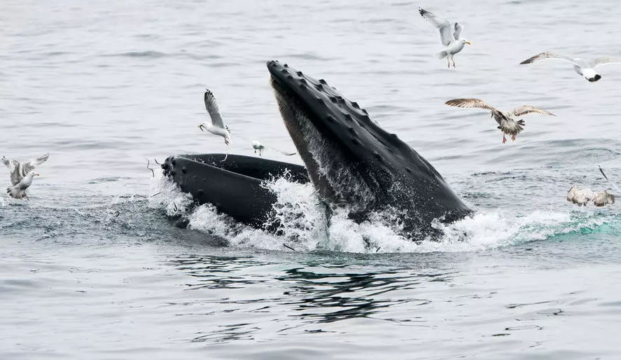 Una ballena jorobada en el santuario nacional marino Stellwagen Bank el 10 de mayo de 2018 cerca de Gloucester, Massachusetts. (AFP)