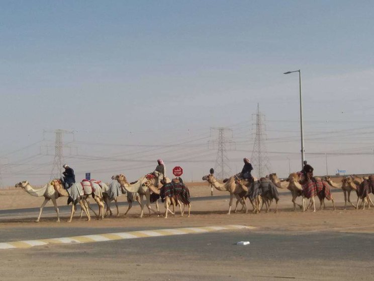 Camellos de carreras en el desierto de Abu Dhabi. (EL CORREO)