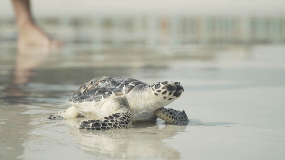 Una de las tortugas liberadas. (WAM)