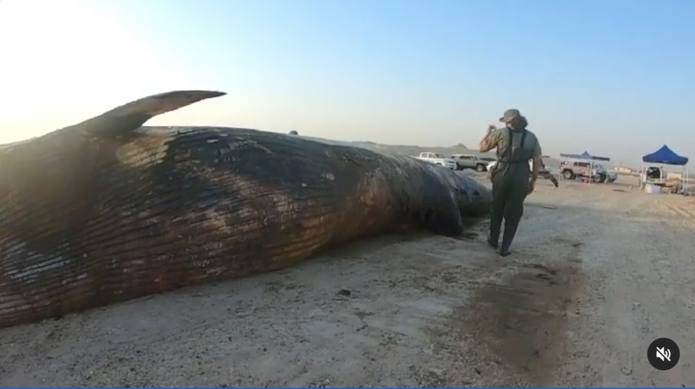 Ballena de Bryde encontrada en Jebel Ali, Dubai. 