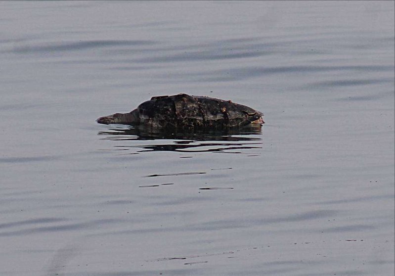 El cuerpo de una tortuga gigante a la deriva marina en las proximidades de Al Marjan Island. (EL CORREO)