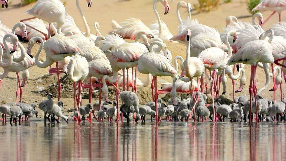 Los polluelos de flamenco entre las patas de sus progenitores en la Reserva Al Wathba en Abu Dhabi. (WAM)