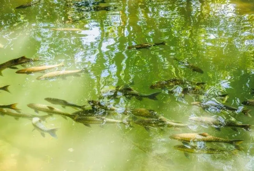 A modo ilustrativo, un estanque de peces. (Fuente externa)