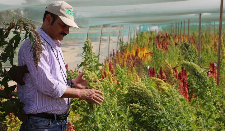 Cultivos en Emiratos Árabes. (Fuente externa)