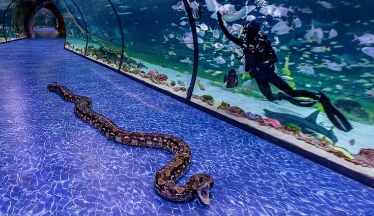 La súper serpiente es una pitón reticulada de siete metros y está en el Acuario Nacional (TNA) en Al Qana de Abu Dhabi. (Fuente externa)