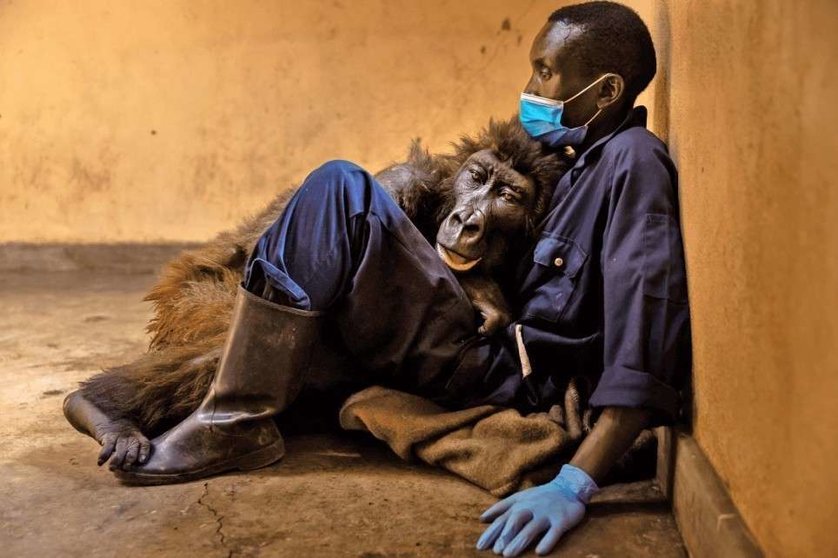 Andre Bauma ayudó a criar a Ndakasi, el gorila de montaña, después de que mataran a tiros a su familia (Parque Nacional Virunga)