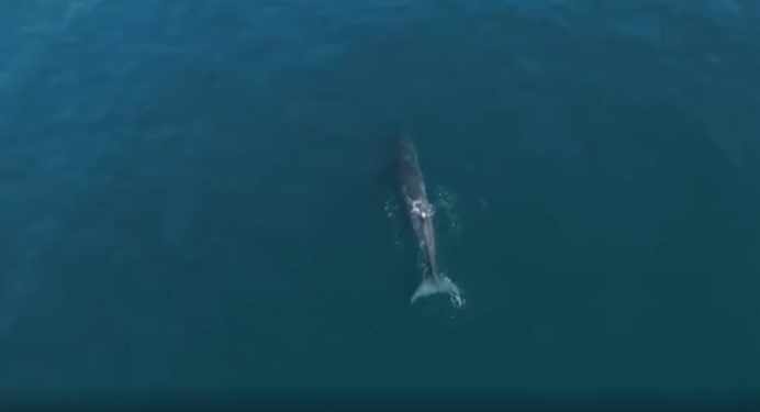Una captura de pantalla del vídeo difundido por la Agencia de Medio Ambiente de Abu Dhabi.