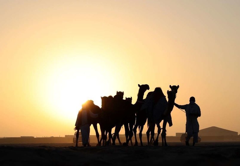 Un grupo de camellos en el desierto. (WAM)