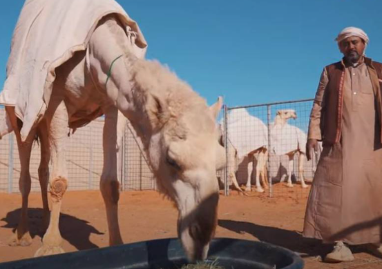 El hotel de camellos en Arabia Saudita. (Fuente externa)