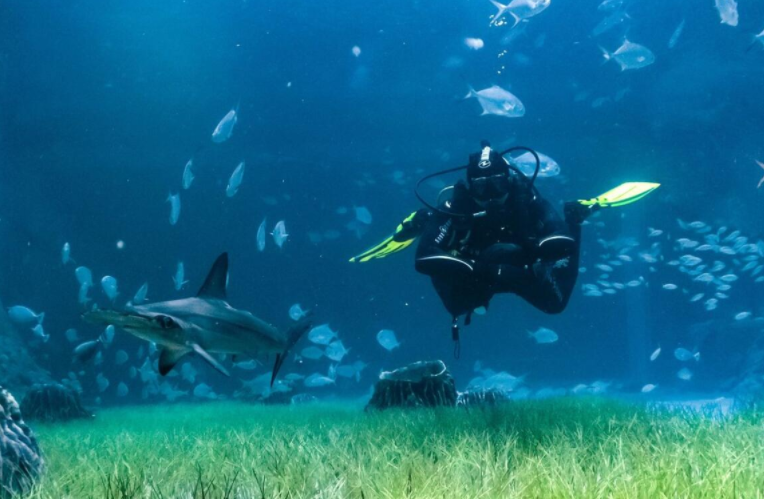 Tiburones en el acuario de Abu Dhabi. (Acuario Nacional)