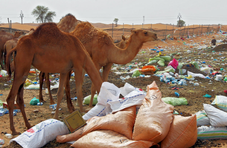 Una imagen de camellos delante de un estercolero. (Fuente externa)