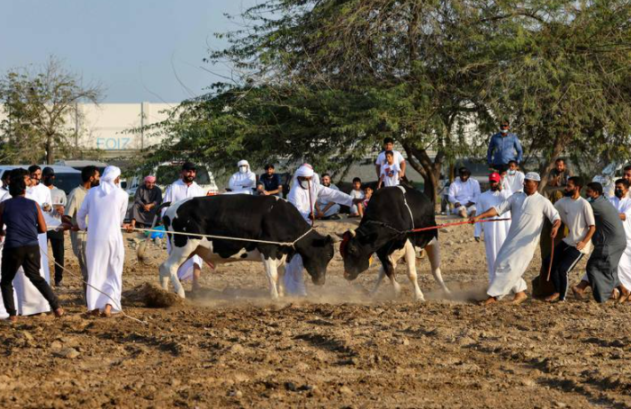 Una "corrida de toros en Fujairah". (Fuente externa)