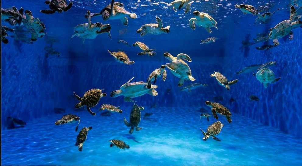 Tortugas rescatadas en Abu Dhabi. (WAM)