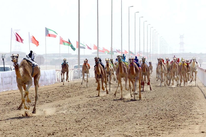 Carreras de camellos en Al Wathba. (WAM)