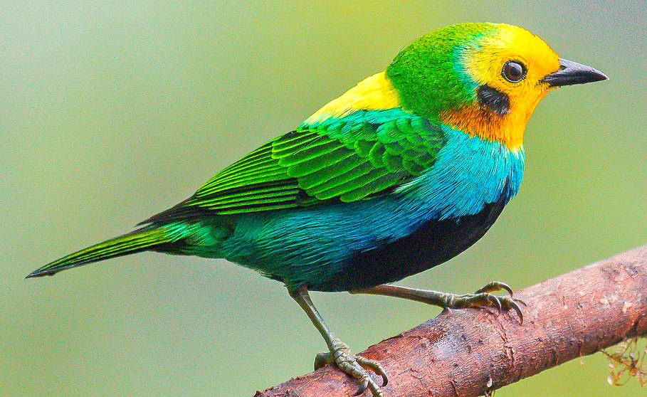 Tangara Multicolor. (Fuente externa)