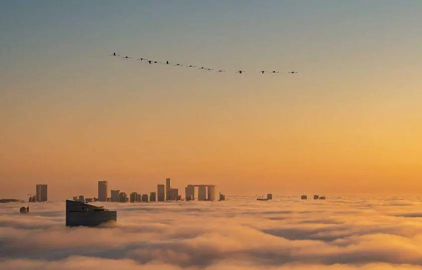 Flamencos sobre Abu Dhabi. (Alsayed Ahmed)