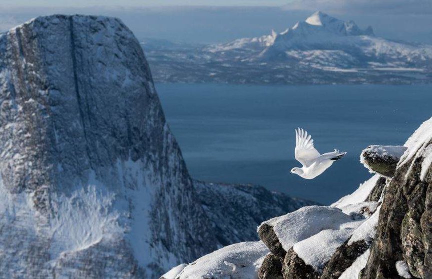 La foto ganadora muestra una perdiz en los fiordos noruegos. (Erlend Haarberg)