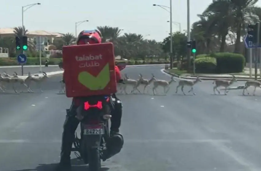 Una captura de pantalla del vídeo de las gacelas difundido.