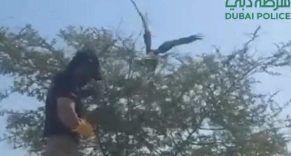 Una captura de pantalla del vídeo difundido del halcón atrapado en un árbol. (Dubai Police)