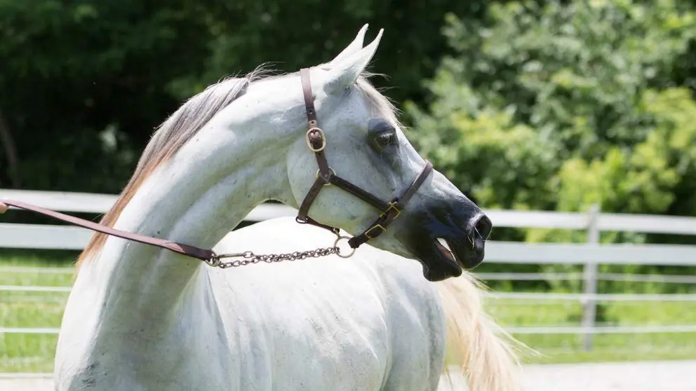 Caballo árabe puro: origen y características. Foto: pexels.