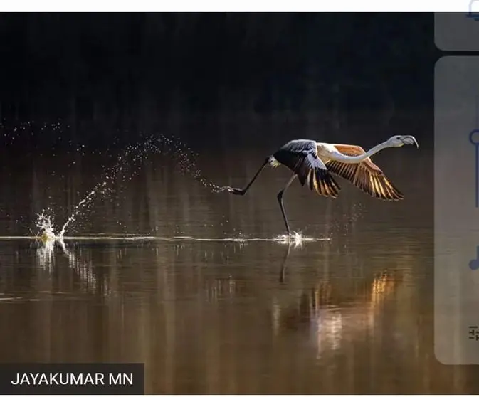 La imagen del flamenco en Emiratos ganadora de Mangrove Photography Awards. (Twitter)