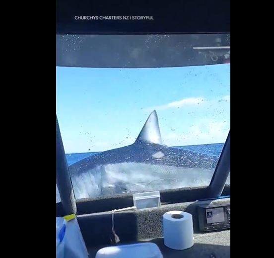 Una captura de pantalla del vídeo del tiburón en el barco. (Twitter)