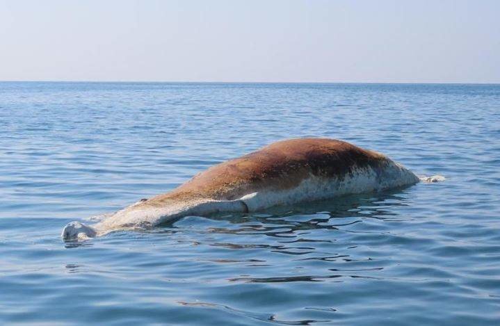 La ballena apareció en la costa de Abu Dhabi. (Instagram)