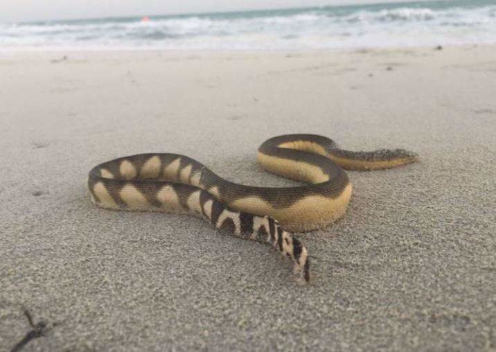 Una serpiente marina en Abu Dhabi. (Agencia de Medio Ambiente de Abu Dhabi)