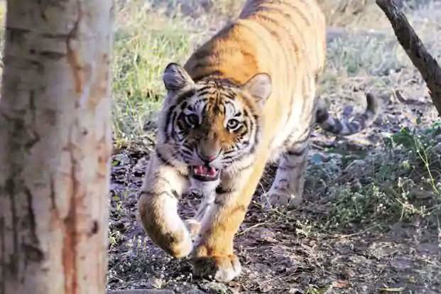 Un tigre n la reserva india de Palamu. (Twitter)