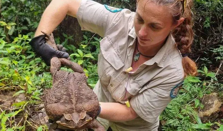 Una guardabosques australiana con el sapo. (Fuente externa)