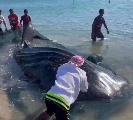 Los pescadores de Sharjah con el tiburón ballena atrapado. (Instagram)