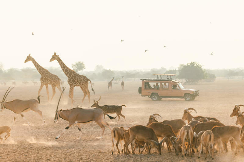 Una imagen de un safari en Abu Dhabi. (WAM)