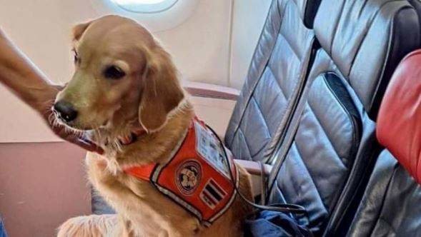 Perro de rescate en primera clase. ( Turkish Airlines)