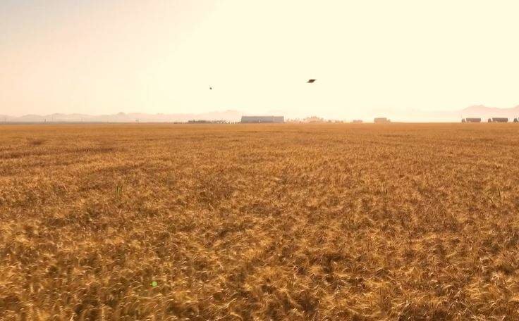 Captura de pantalla del vídeo difundido de la primera cosecha de trigo en el desierto. (Sharjah Media Office)