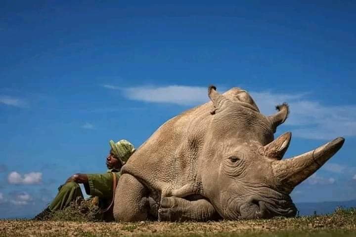 El rinoceronte blanco junto a su guardián. (Matjaz Krivic)