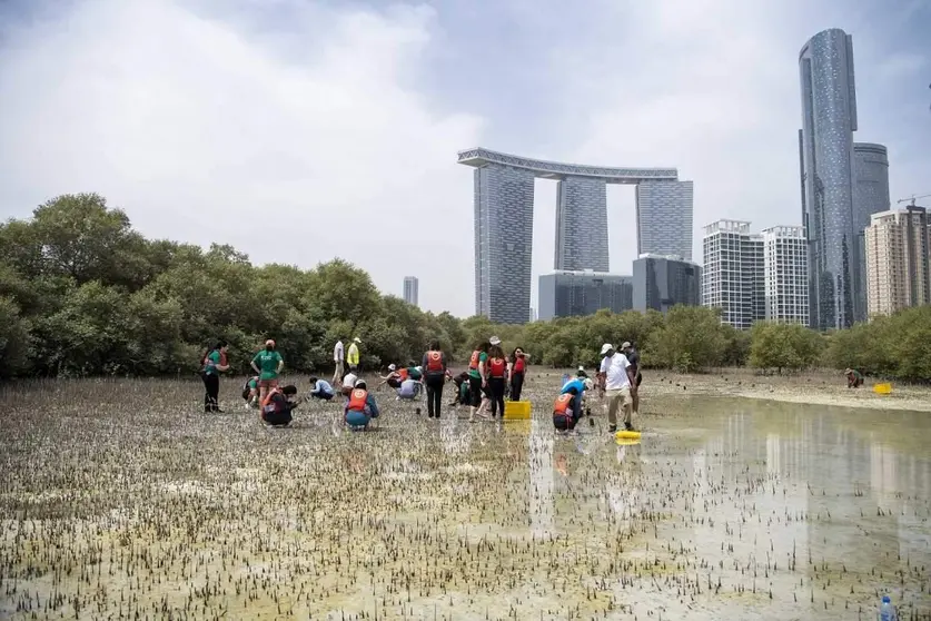 Una imagen de la plantación de manglares en Abu Dhabi. (WAM)