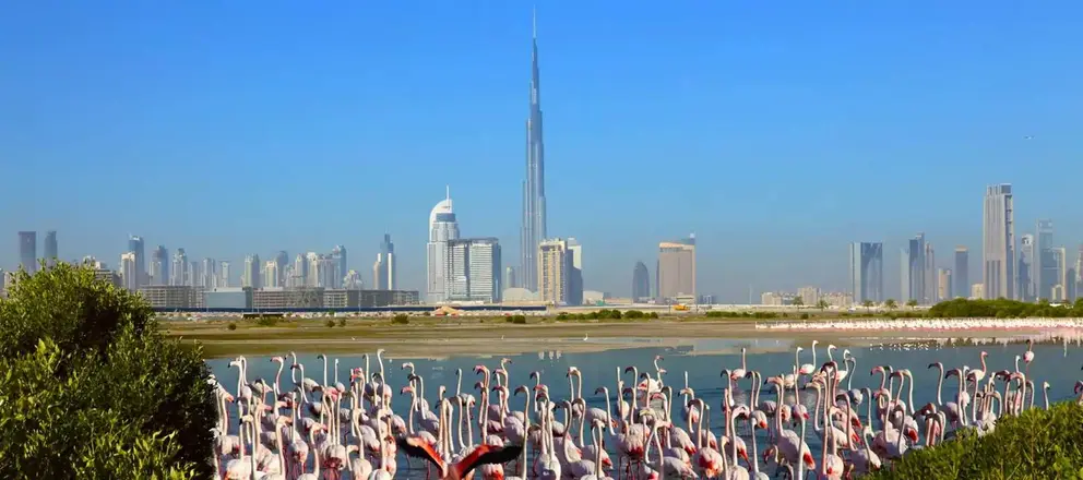 Flamencos en el área de Ras Al Khor de Dubai. (Visit Dubai)