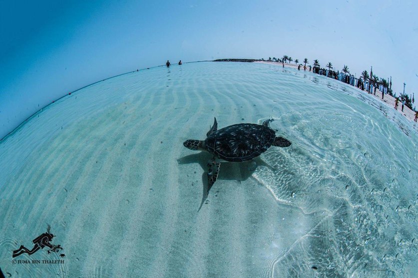 Una de las tortugas liberadas en la costa del emirato de Sharjah. (WAM)