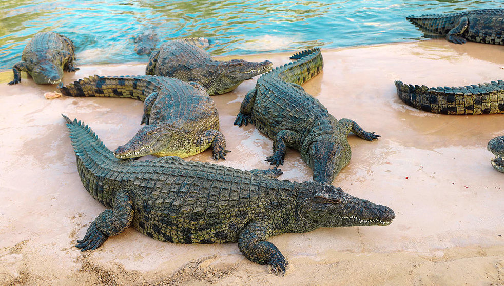 Los cocodrilos del Nilo en 'Crocodile Park Dubai' alcanzan los seis metros de largo. (WAM)