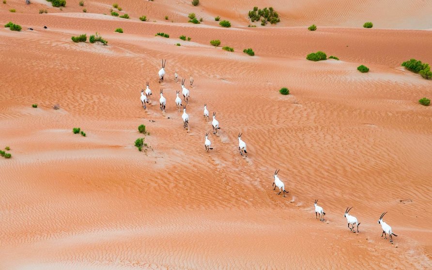Una manada de órix en el desierto emiratí. (WAM)