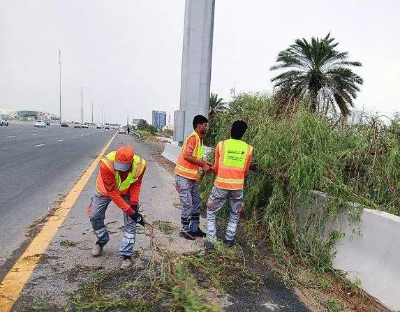 Árboles caídos tras el viento de este fin de semana en Dubai. (WAM)