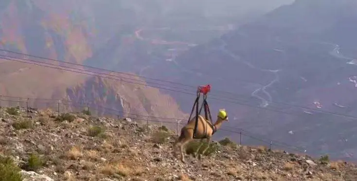 Una captura de pantalla del vídeo del camello en la tirolina.